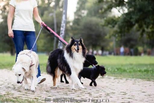 养狗十大注意事项：从新手小白到爱犬达人！